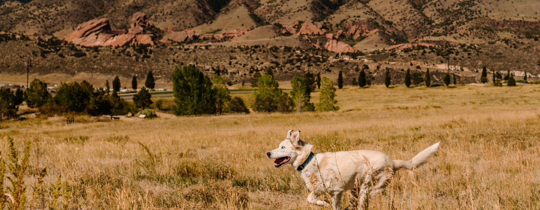 Dog running in a field